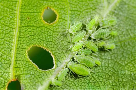 green metallic fly in house|how to get rid of aphids permanently.